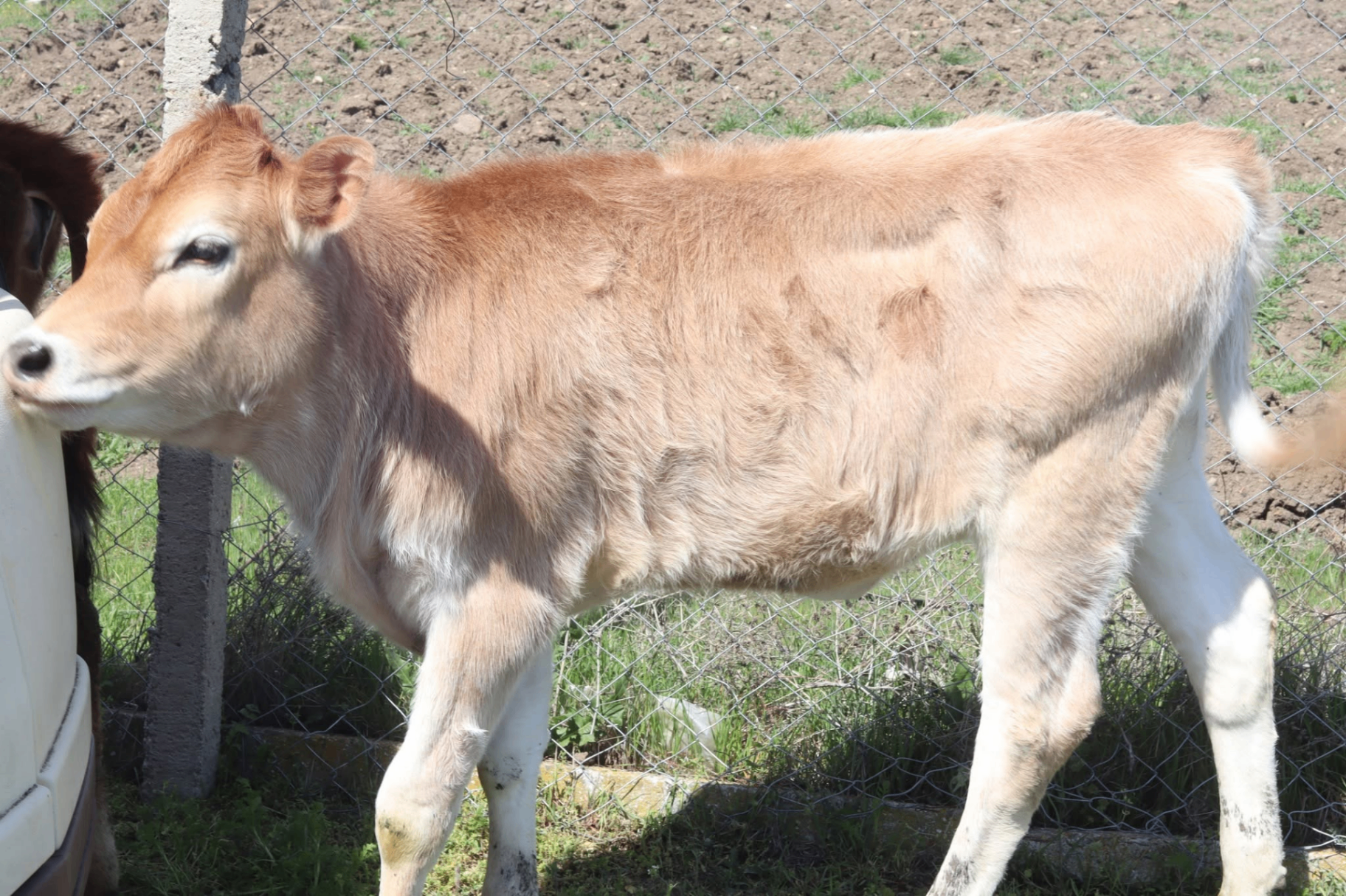 A young calf resting in the afternoon sun