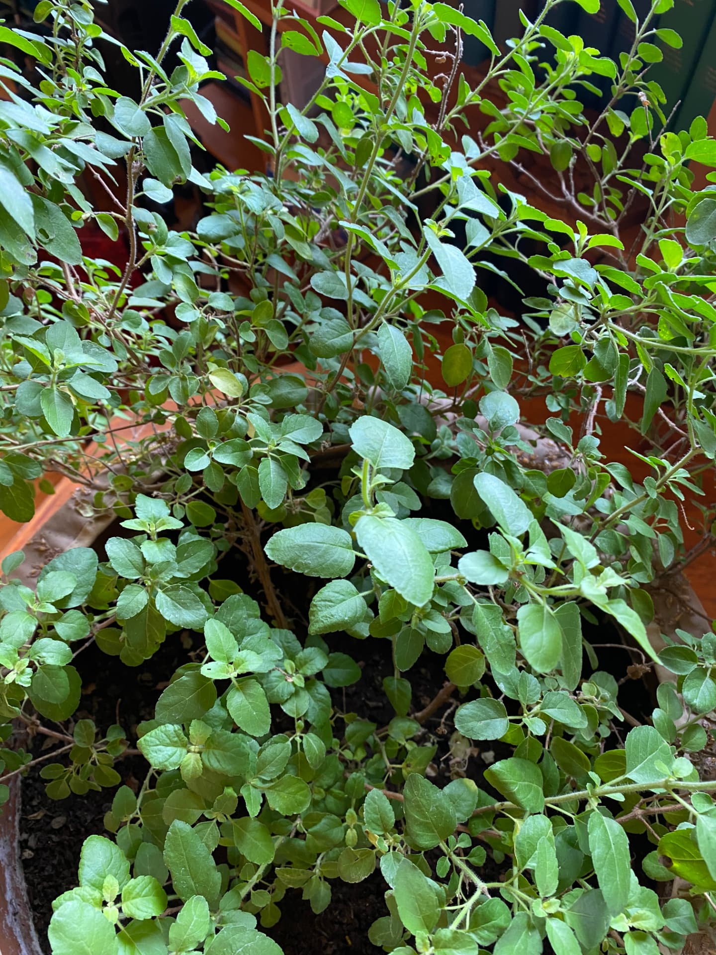Tulasī — the sacred plant, worshipped daily