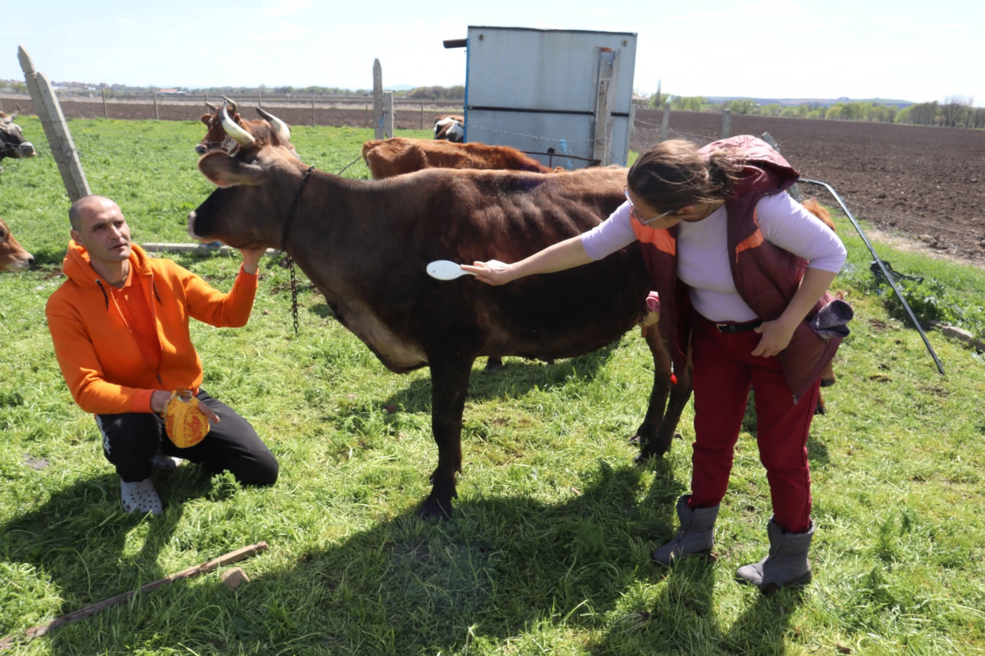 Devotees together with a mother cow in the spring pasture