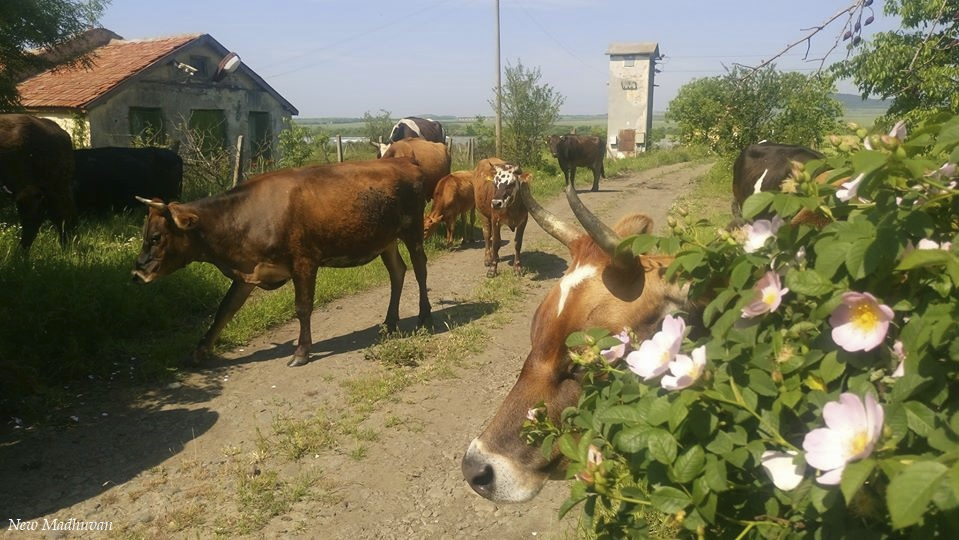 Cows on the morning path, wild roses in bloom