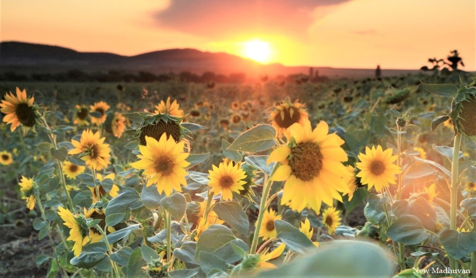 Sunflower fields glowing at sunset near the farm