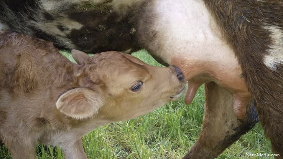 A newborn calf with its mother