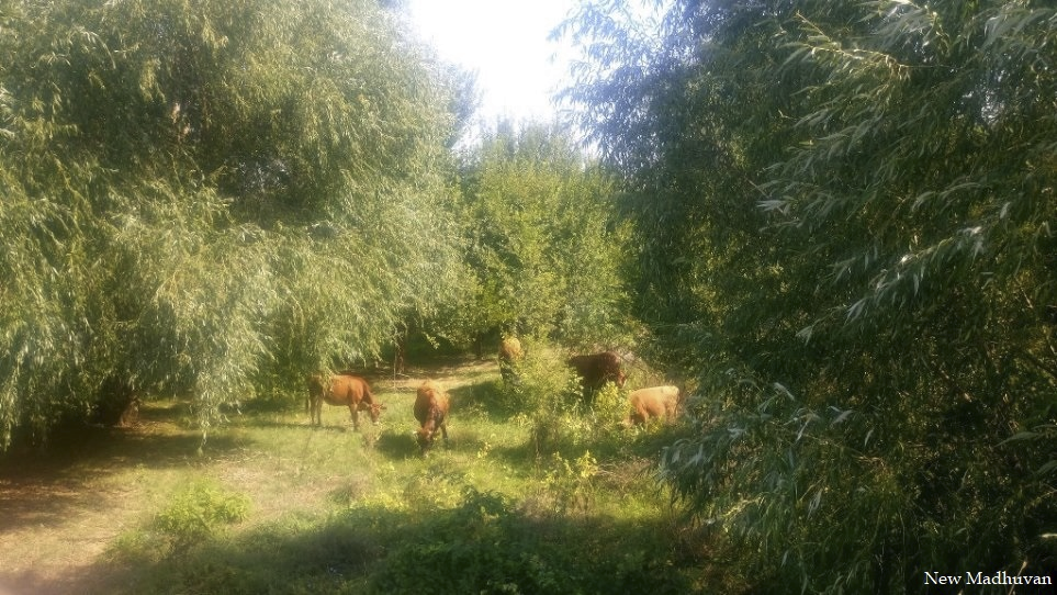 The herd grazing among willow trees