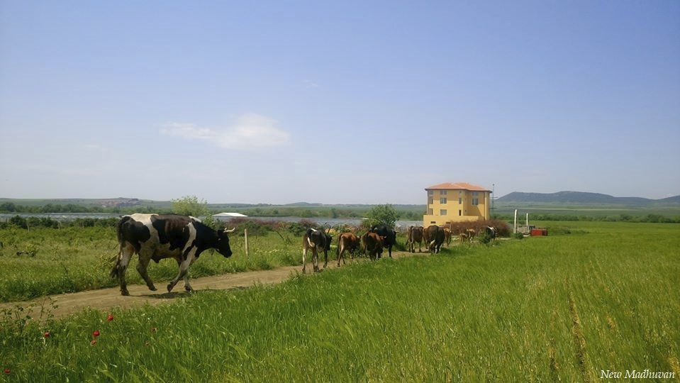 The herd returning along the path by the farmhouse