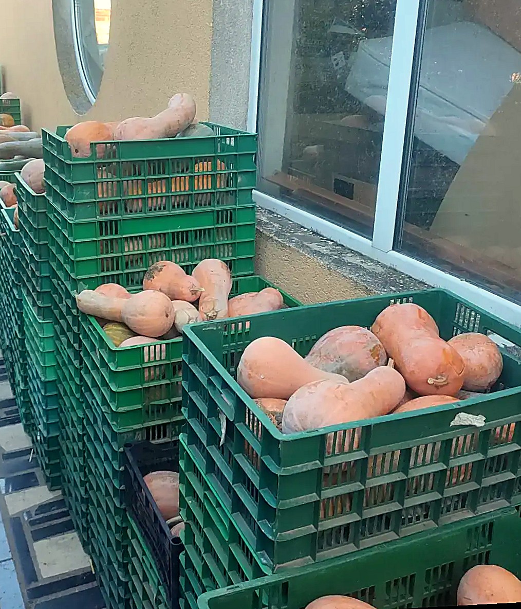 Pumpkin harvest in crates