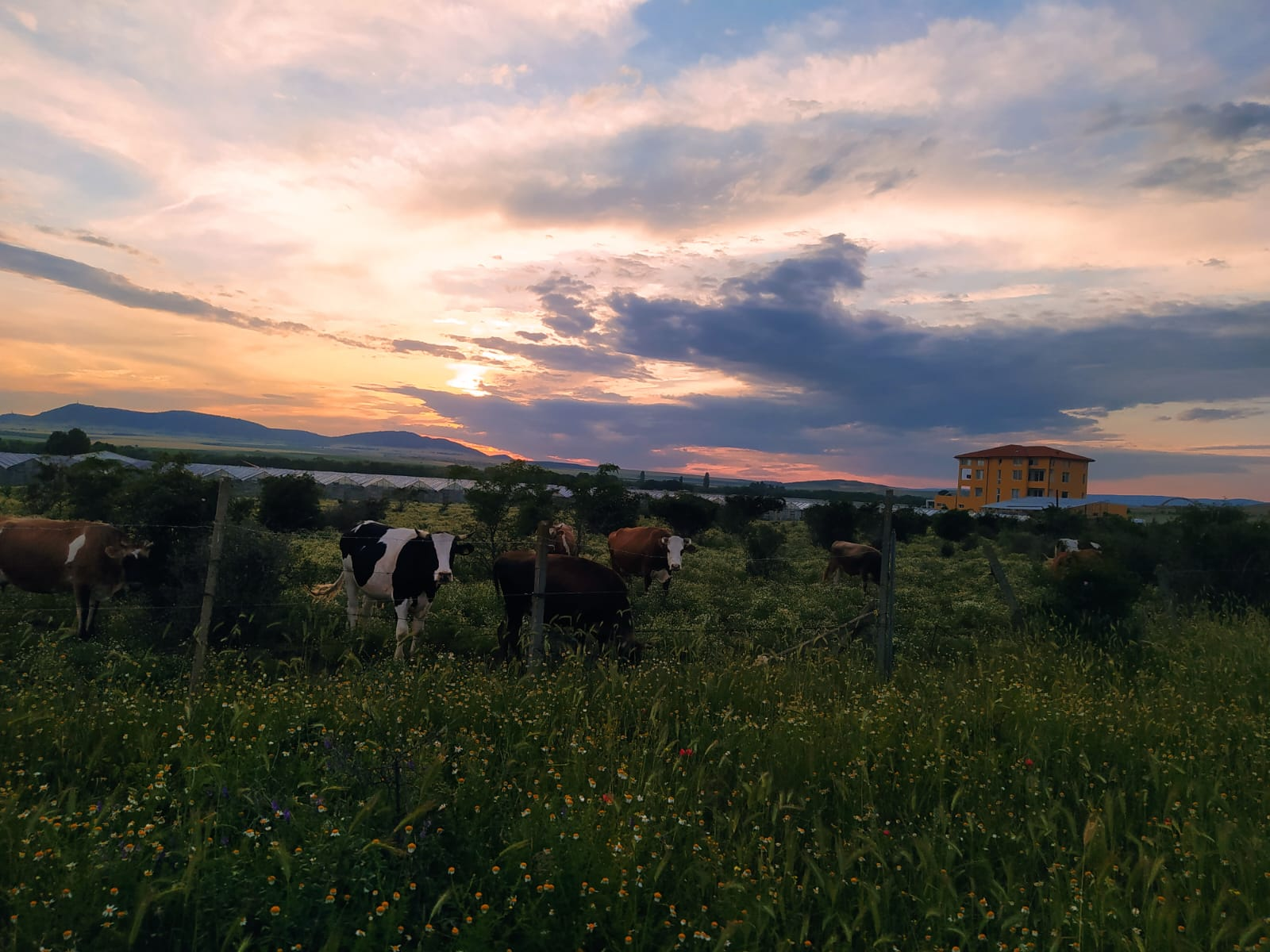 Cows grazing in the meadows of New Madhuvan at sunset