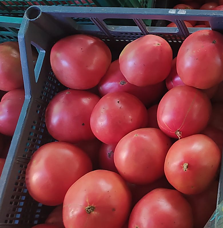 Fresh vegetables from the farm gardens