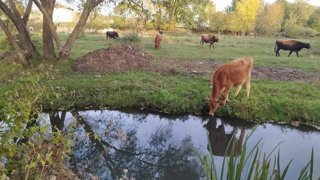 The herd by the stream at golden hour — an evening drink