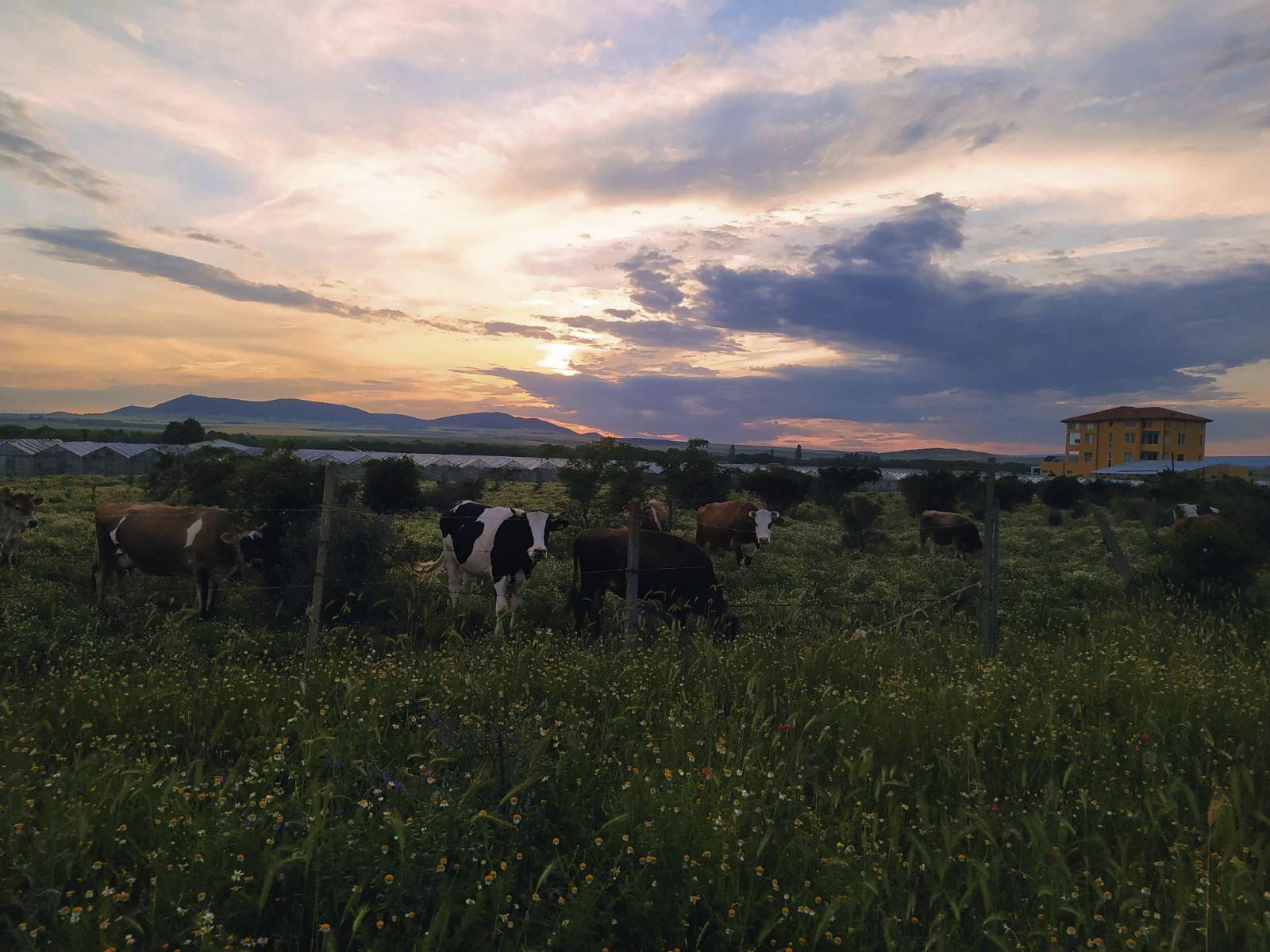 Sunset over the pastures — our cows among wild chamomile