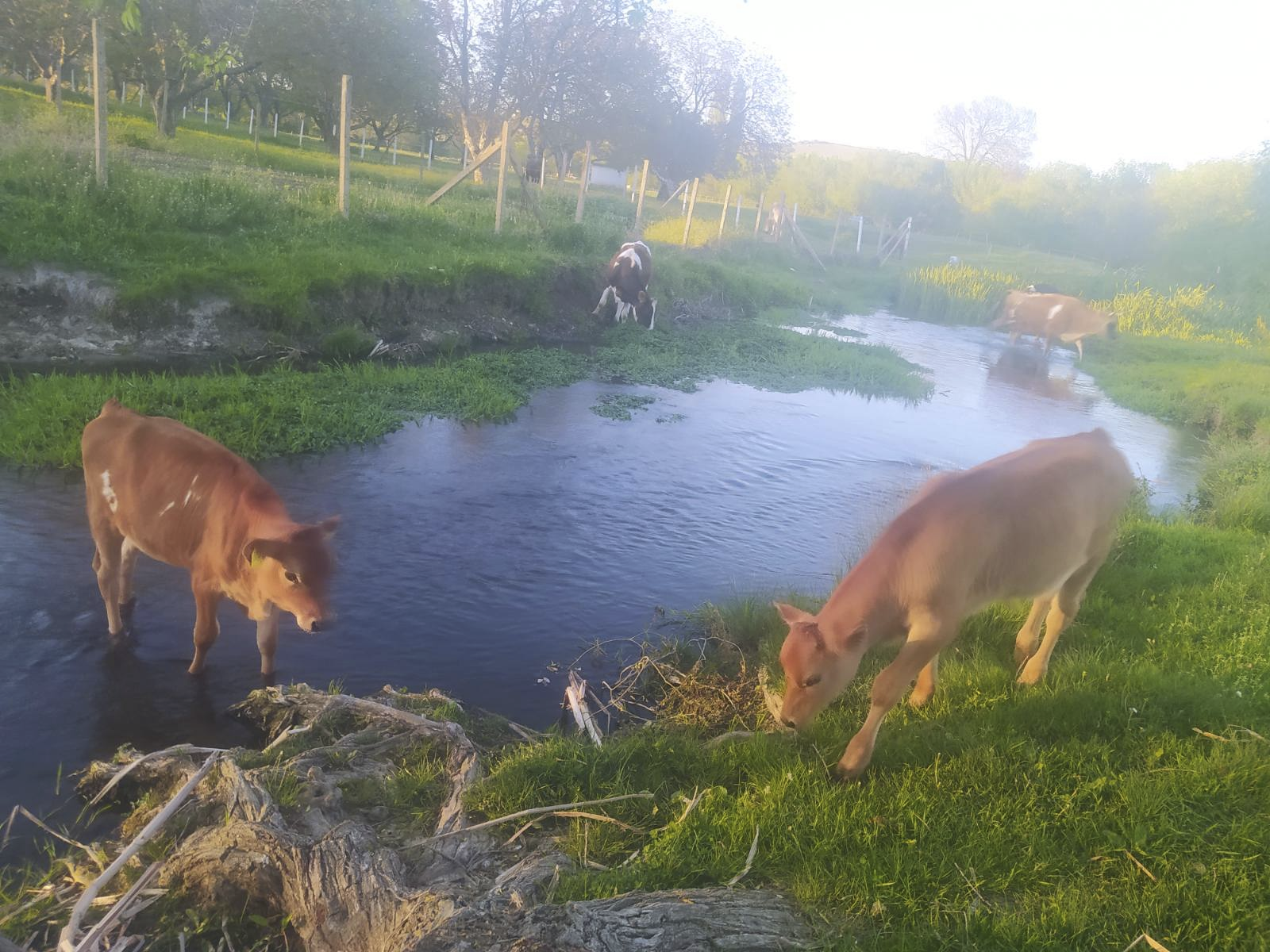 Calves by the stream at golden hour — free to roam and drink