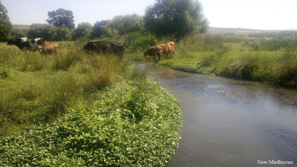 Cows by the stream in summer pasture