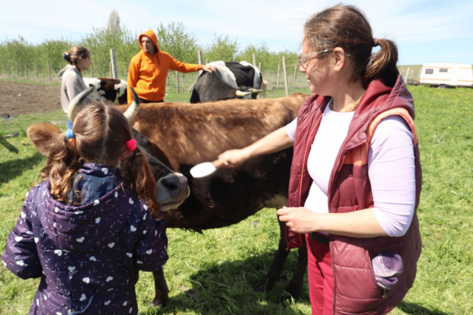 Feeding our cows by hand — the daily joy of go-sevā